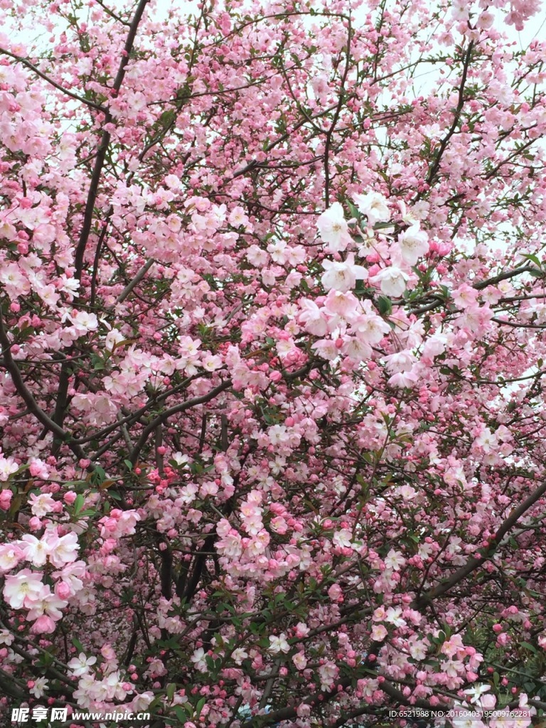 樱花