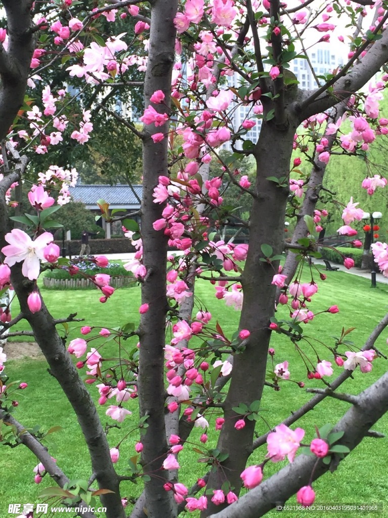 樱花