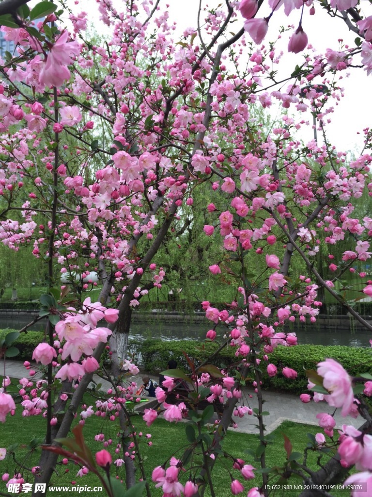 樱花