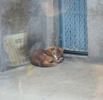 狐狸