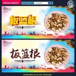 板蓝根
