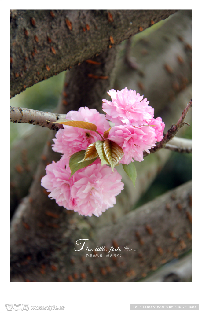 樱花