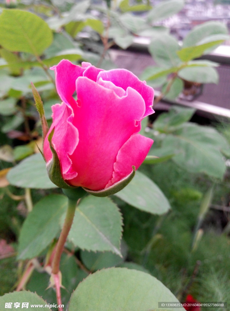 月季花