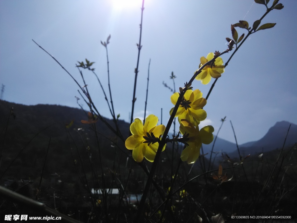 迎春花