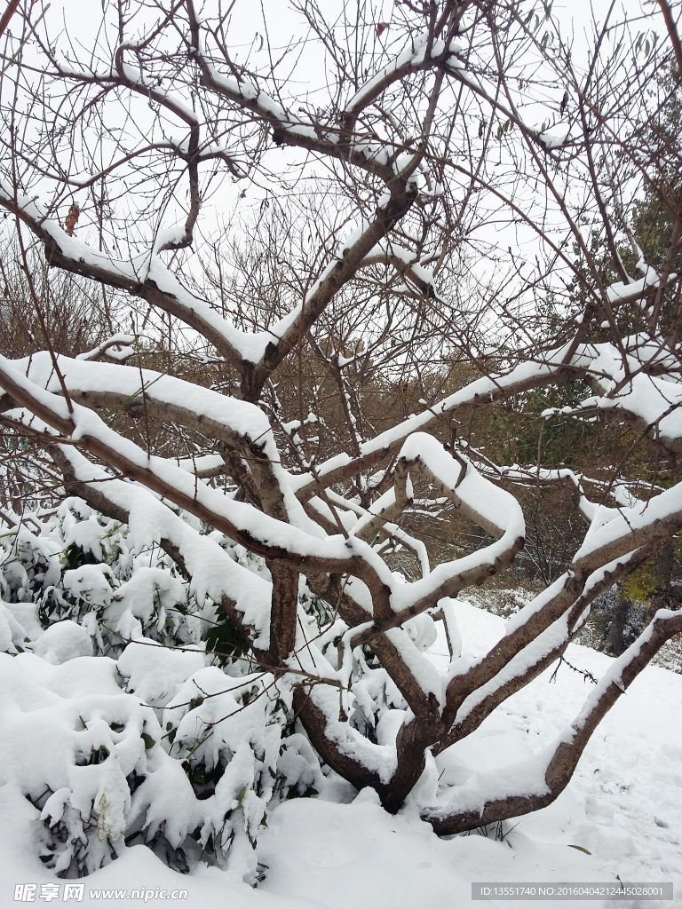 雪景