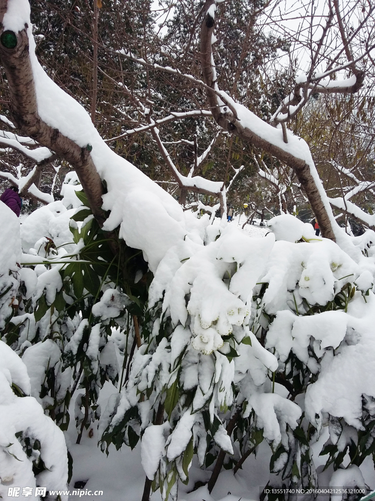 雪景