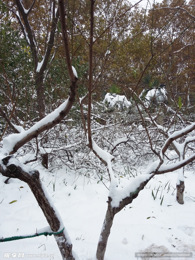 雪景