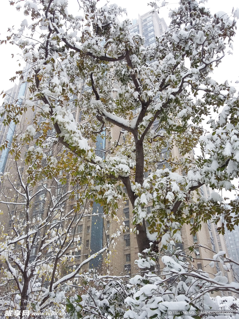 雪景