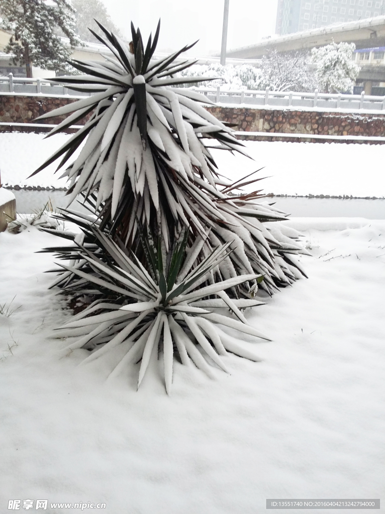 雪景