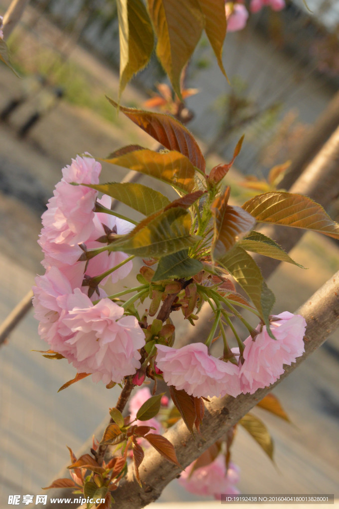 海棠花