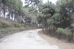 松树