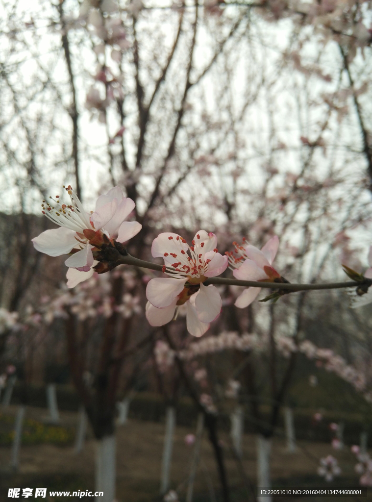 桃花
