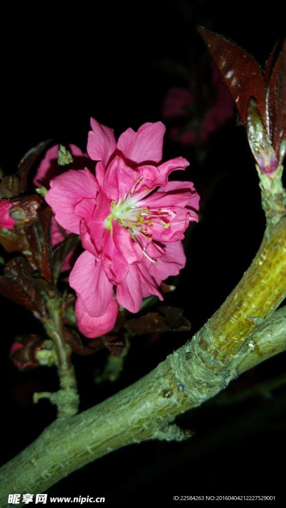 烂漫樱花