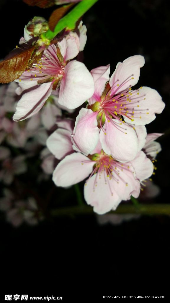 盛开的梅花摄影