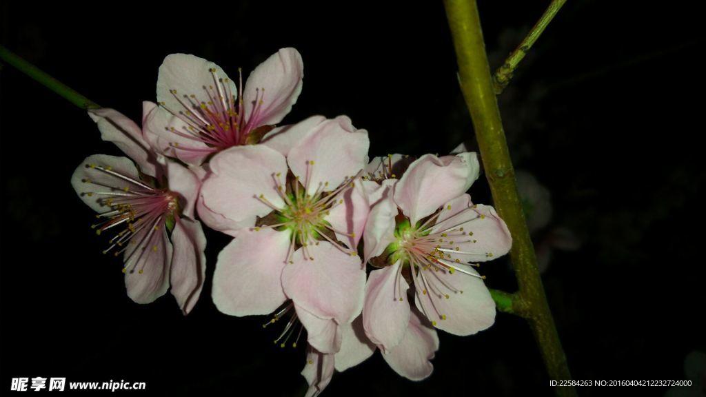 淡粉色的梅花