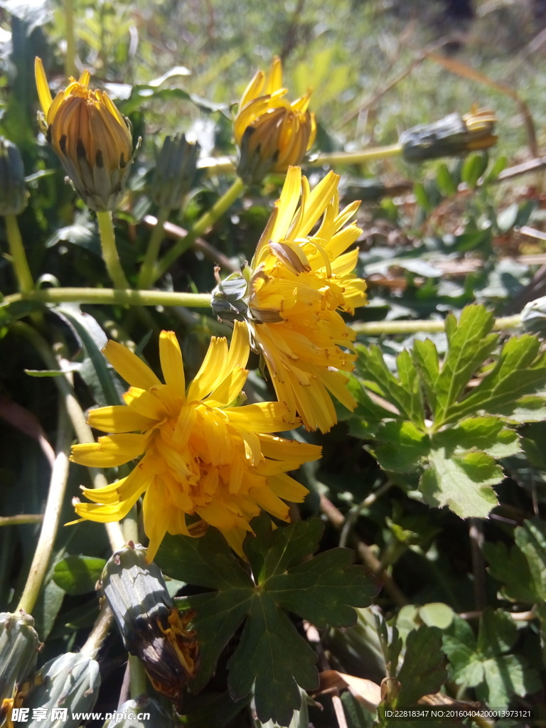 黄花