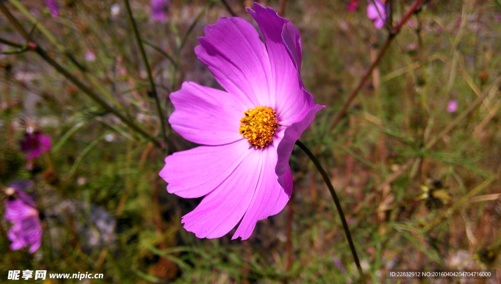 格桑花