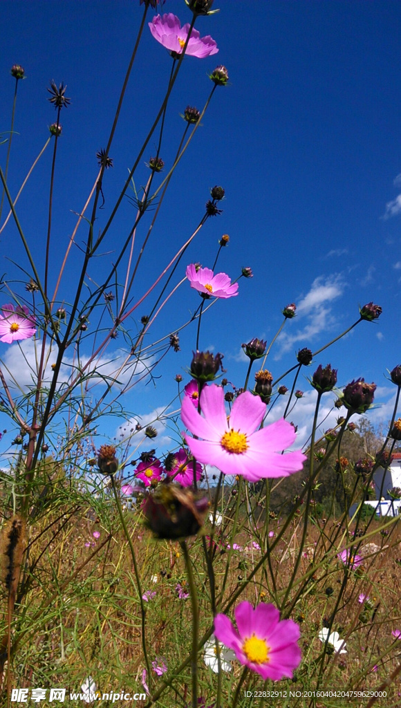 格桑花