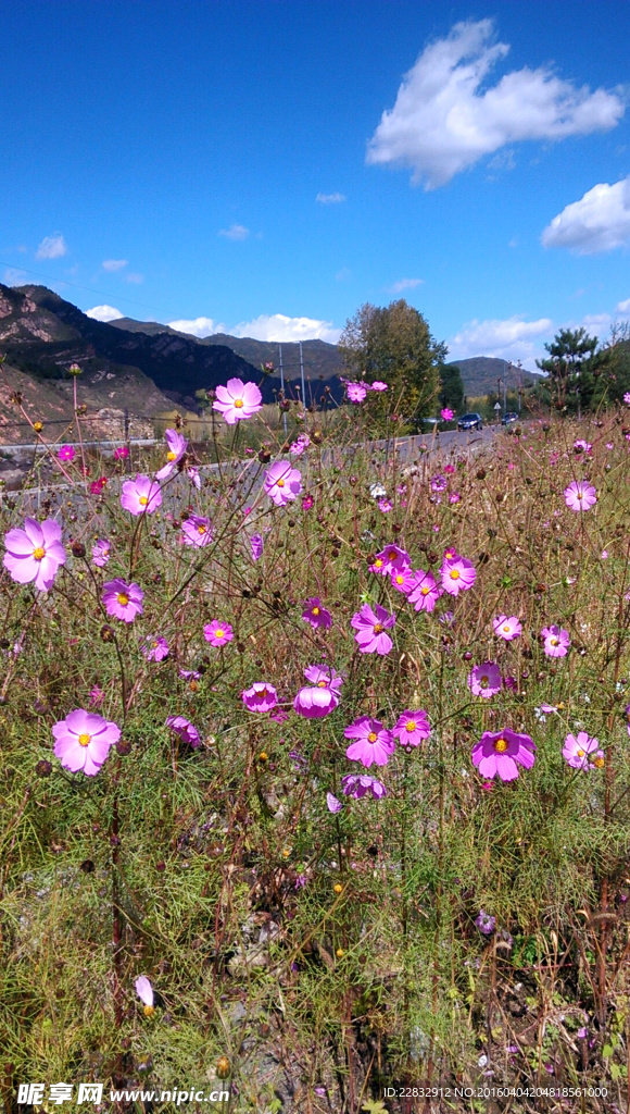 格桑花