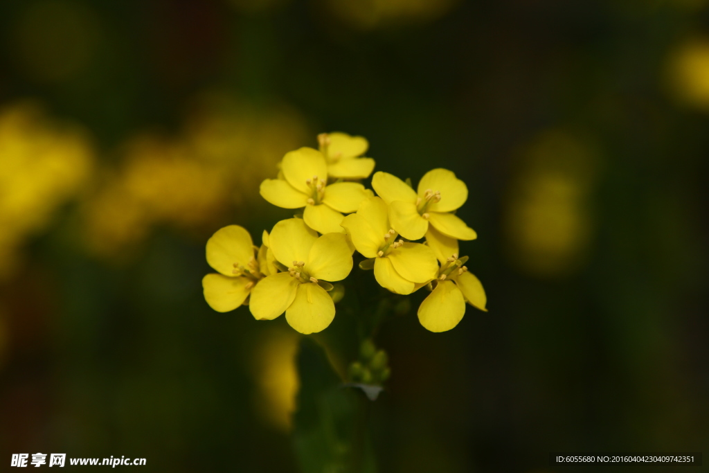 油菜花