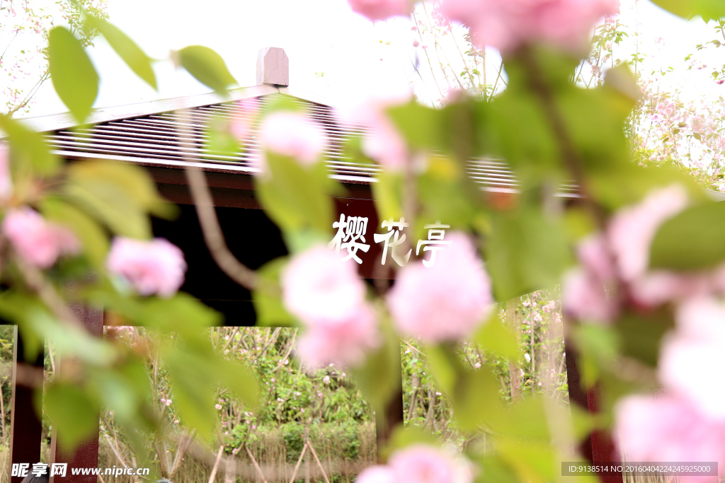 樱花