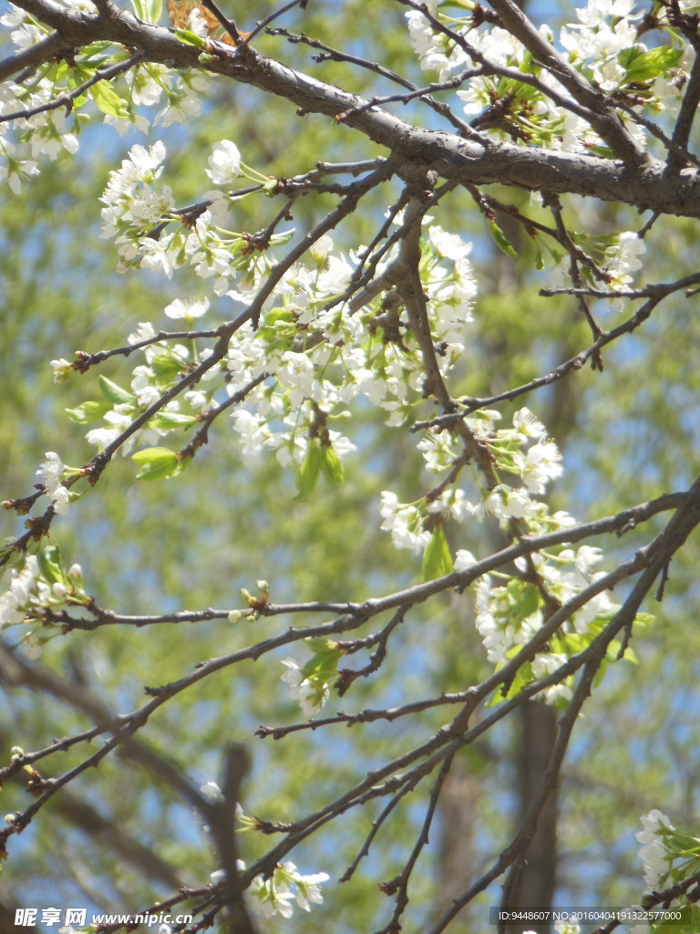 李花