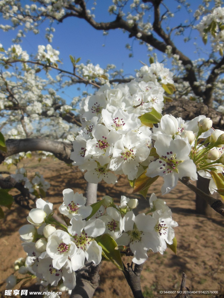 梨花