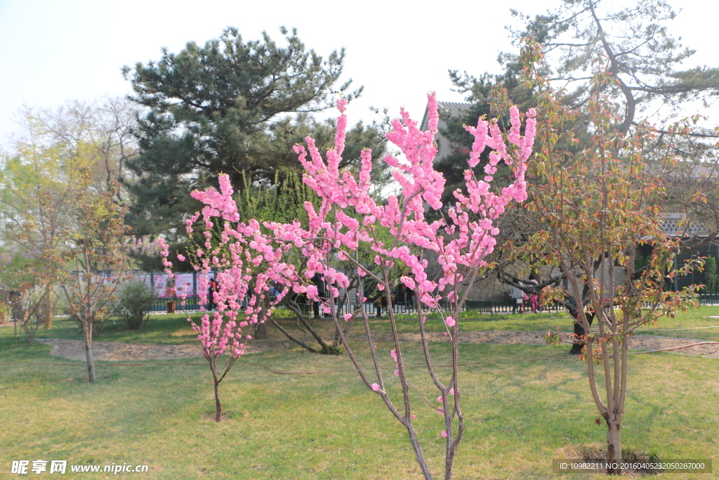 桃花