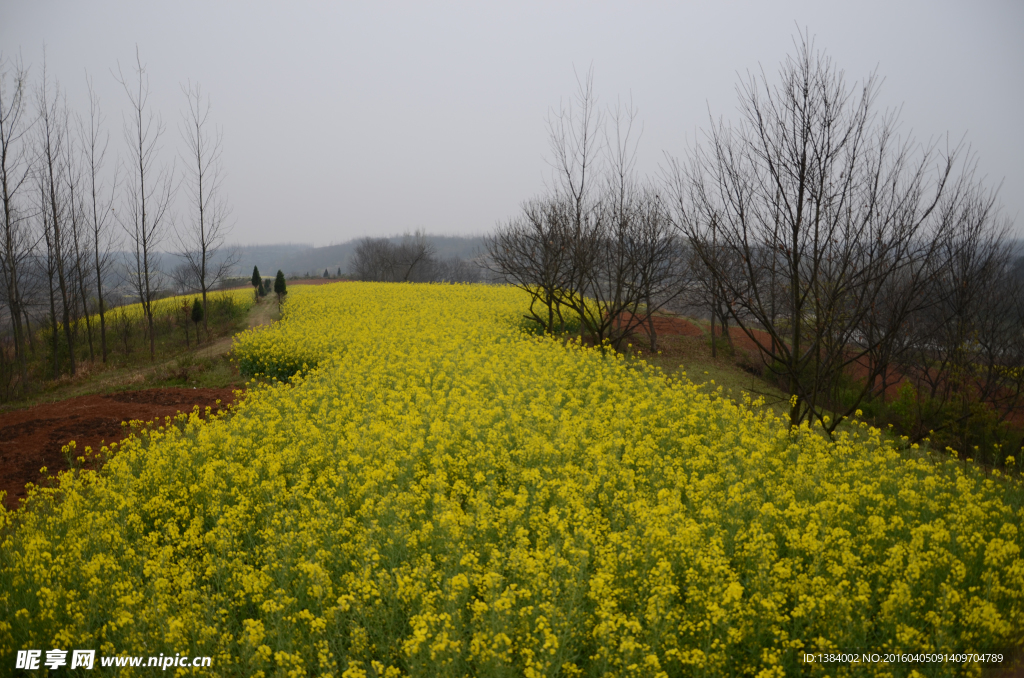 乡间油菜花地