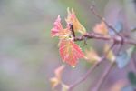春天 嫩叶 新芽