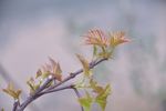 春天 嫩叶 新芽