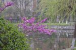 公园 鲜花 湖面
