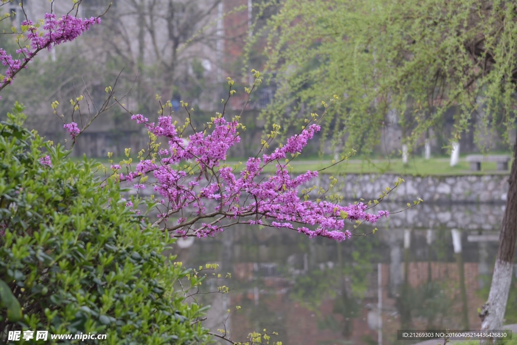 公园 鲜花 湖面