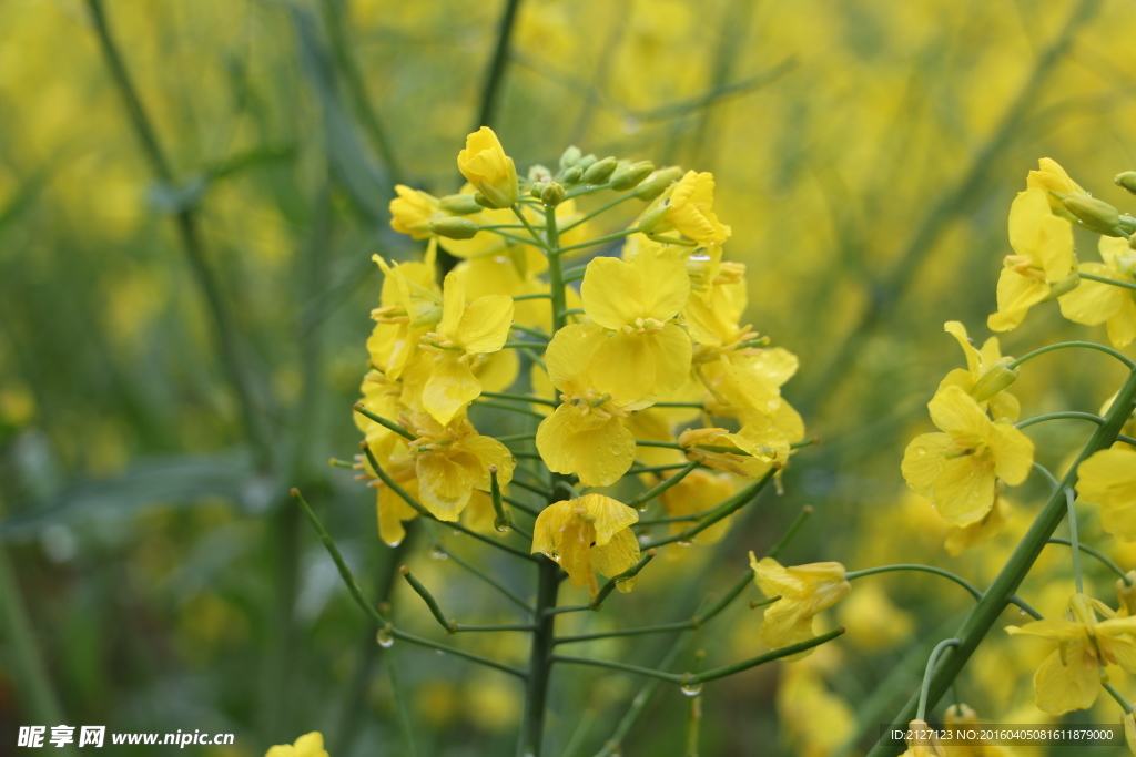 油菜花