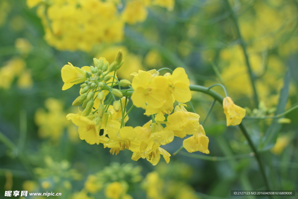 油菜花