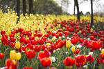 郁金香花园