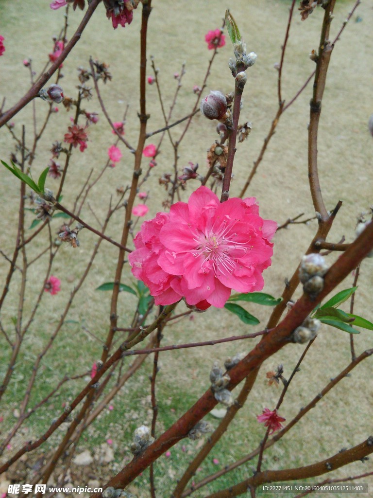 枝间的桃花