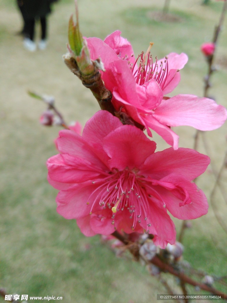 枝头一对桃花