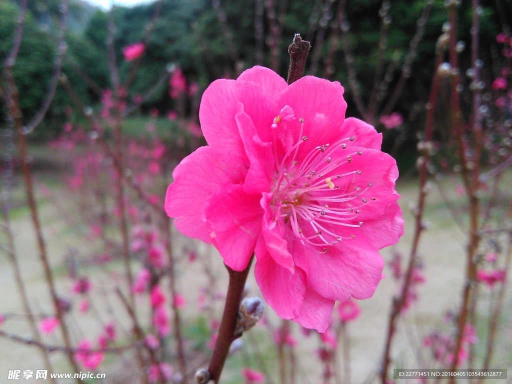 美好的桃花