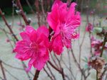 一对桃花