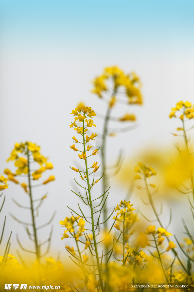 油菜花