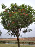 大红花树