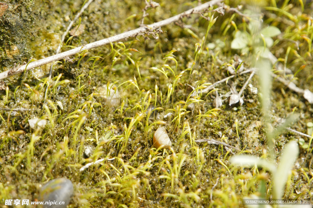 小草