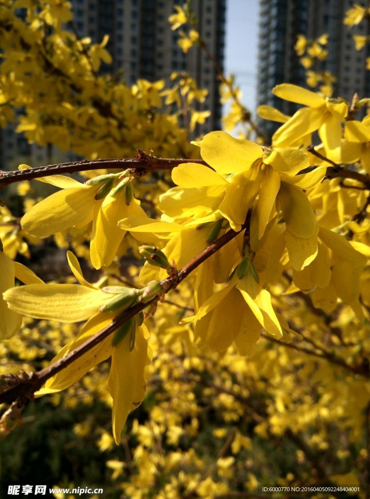 迎春花