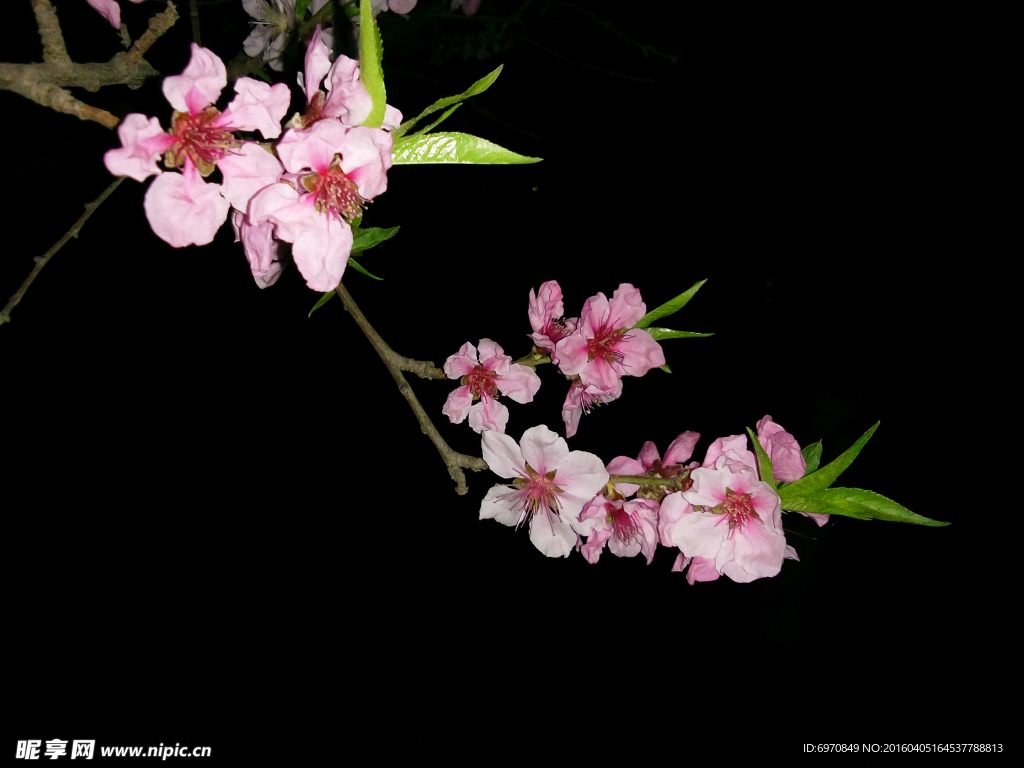 桃花