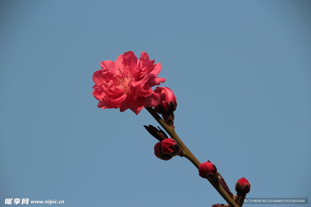 桃花