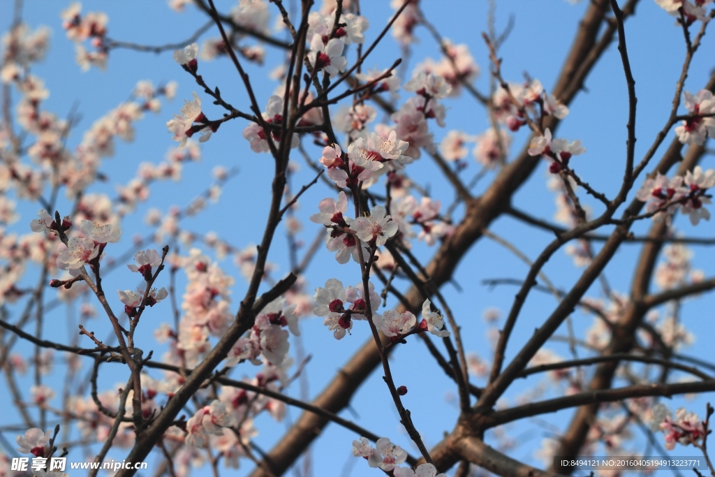 春天里的桃花