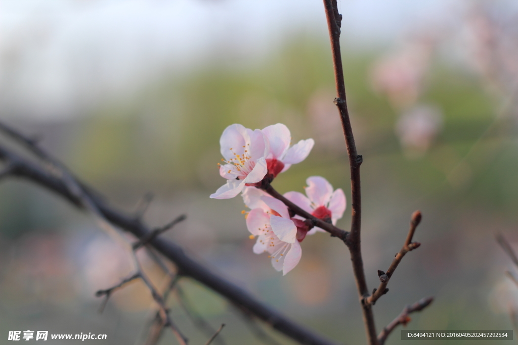 一枝桃花