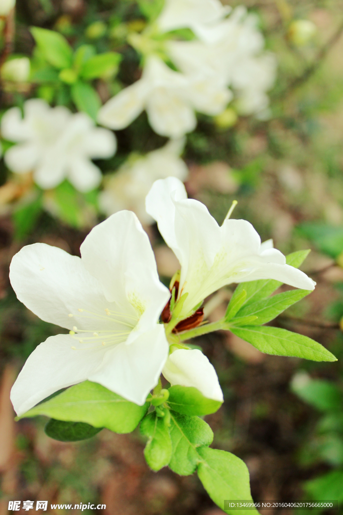 白花