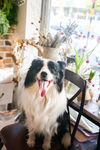 边境牧羊犬